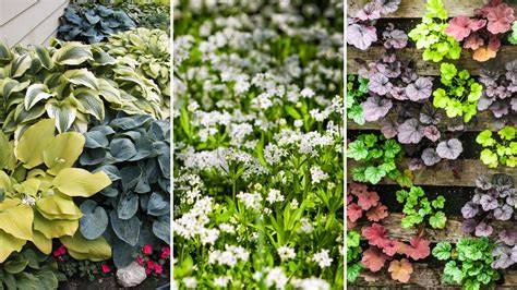 12 Shade-loving Ground Covers for Droughts & Low Effort - raincitystudios.com