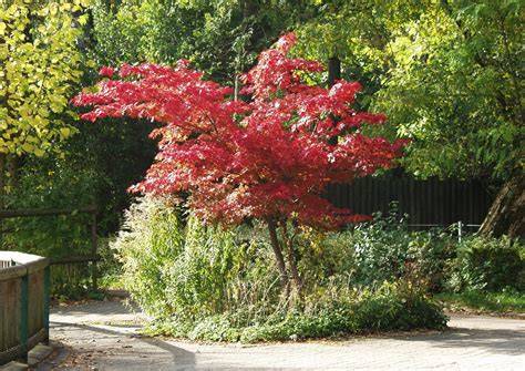 12 Small Trees That Grow In Shade for Your Yard - Wild Yards - raincitystudios.com