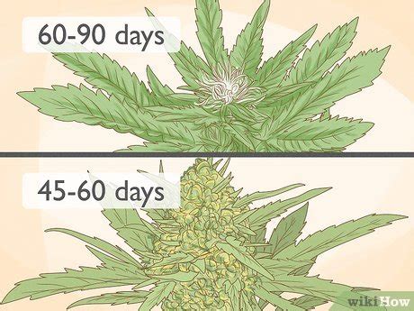 12 Simple Ways to Tell the Difference Between Indica and …