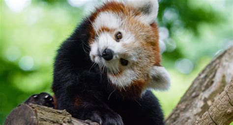 12 Ways Red Pandas Are Unique (and Cute!) - Red Panda Network