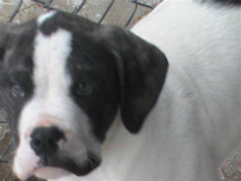 12 Week Old American Bulldog Puppy