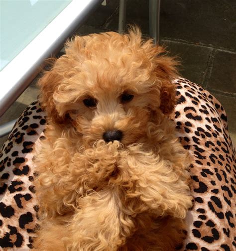 12 Week Old Toy Poodle Puppy