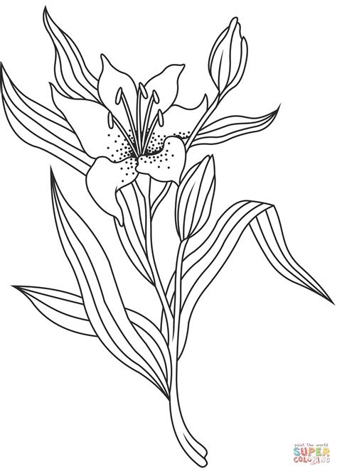 12 Lily Coloring Pages Fun Interactive Notebook Pdf Calla Lily Coloring Page - Calla Lily Coloring Page
