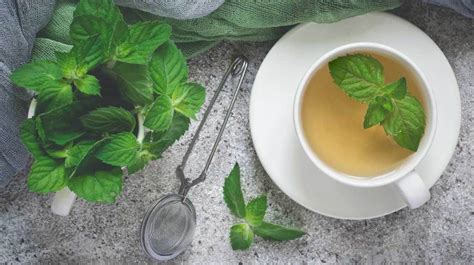 12 Science Backed Benefits Of Peppermint Tea And Science Of Tea - Science Of Tea