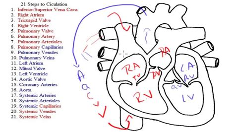 12 Steps Of Blood Flow Through The Heart