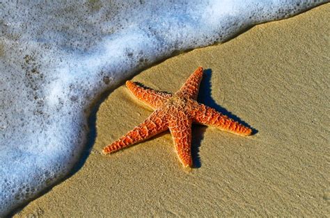 12 Surprising Facts About Starfish Thoughtco Facts About Starfish For Kindergarten - Facts About Starfish For Kindergarten