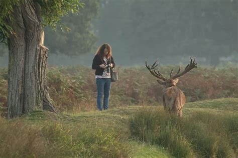 12 things you should know about the deer rutting season