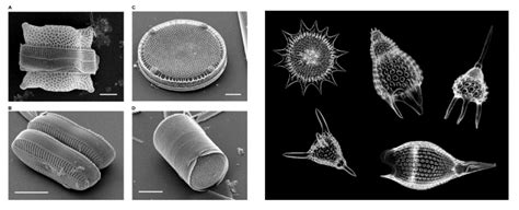 12.3 Biogenous Sediments Introduction to Oceanography