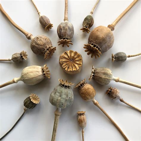 120 Seed pod crafts ideas in 2024 seed pods, pods, …