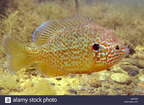 128 Pumpkinseed Sunfish Stock Photos, Images & Pictures