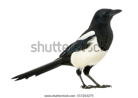 13,576 Magpie White Background Images, Stock Photos & Vectors ...