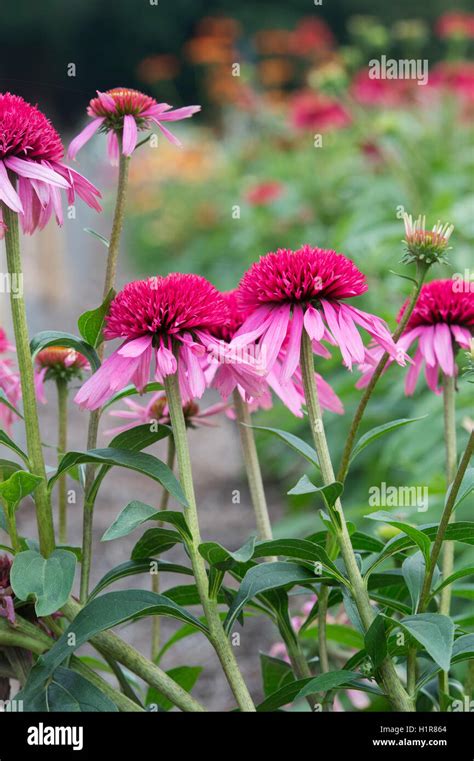 13,605 Echinacea Stock Photos and Images - 123RF