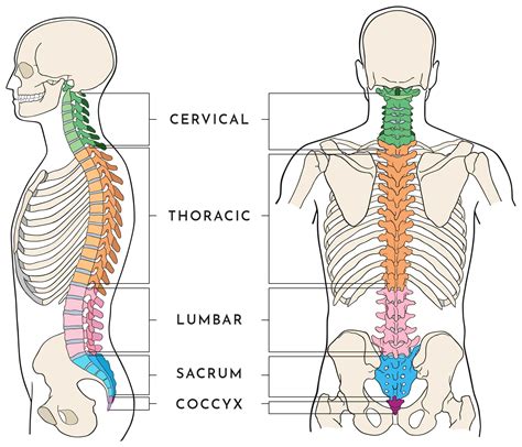 13,751 Human Spine Anatomy Premium High Res Photos