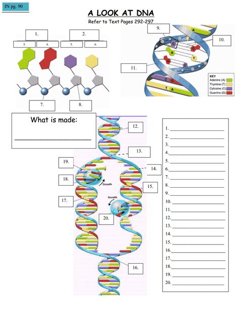 13 2 The Genetic Code Worksheet Flashcards Quizlet Codon Worksheet Answer - Codon Worksheet Answer