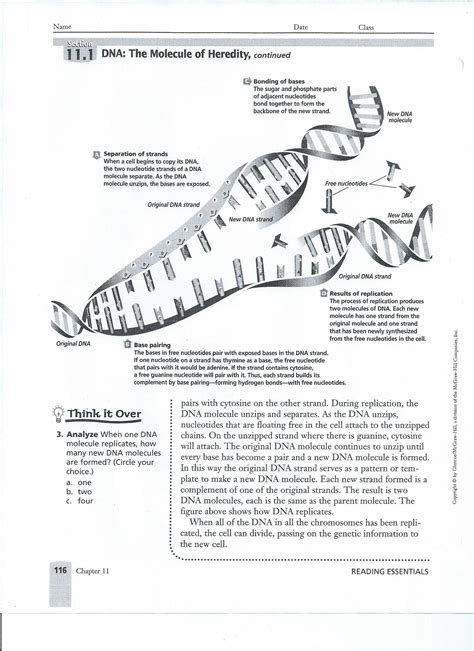 13 3 Biology Worksheet Answers Flashcards Quizlet Chromosomal Mutations Worksheet Answers - Chromosomal Mutations Worksheet Answers