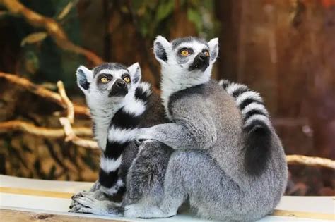 13 Animals With Striped Tails (+Images) – AnimalTriangle