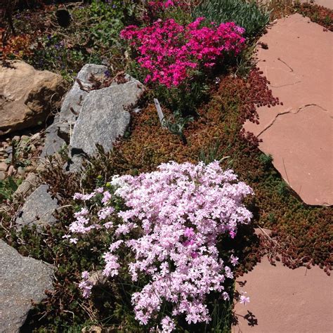 13 Best Ground Covers for Erosion & Slopes … - raincitystudios.com