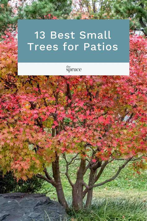 13 Best Trees for Patios - The Spruce - raincitystudios.com