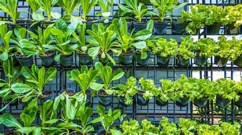 13 Best Crops To Plant In Your Vertical Vegetable Garden