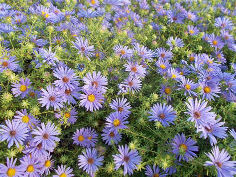 13 Best Native Plants for Indianapolis - Lawn Care Blog