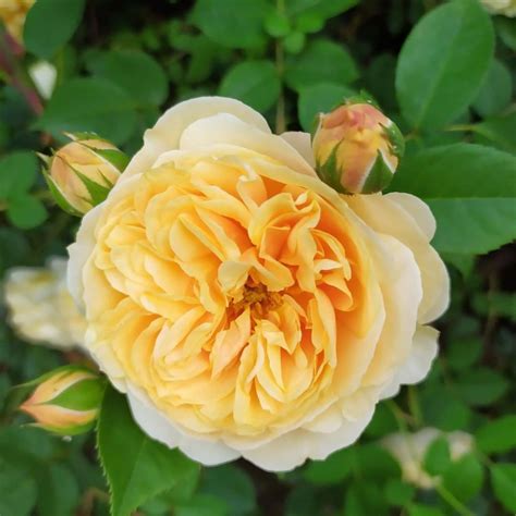 13 Best Yellow Climbing Roses for Your Garden - SONG OF ROSES