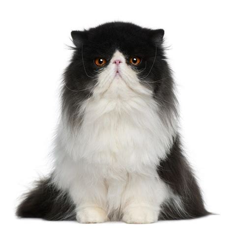 13 Black and White Cat Breeds (With Pictures) Pet Keen