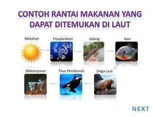 13 Contoh Rantai Makanan di Kolam Paling Lengkap - raincitystudios.com