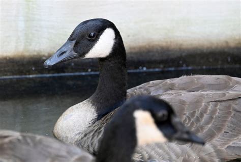 13 Canada geese die after landing in La Brea Tar Pits; 2 are recovering