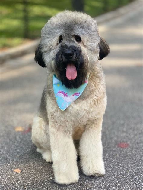 13 Cute Whoodle Pictures You Need to See - Floofy Doodles