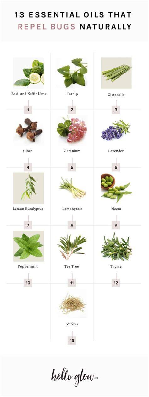 13 Essential Oils That Repel Bugs Naturally | Hello Glow - raincitystudios.com