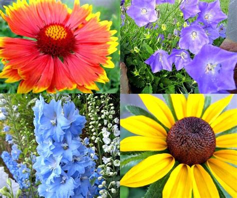 13 Easy To Grow Perennial Flower From Seed