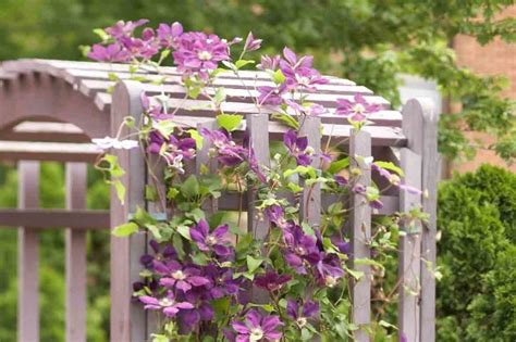 13 Fast-Growing Climbing Plants For Fences - Wild Yards - raincitystudios.com