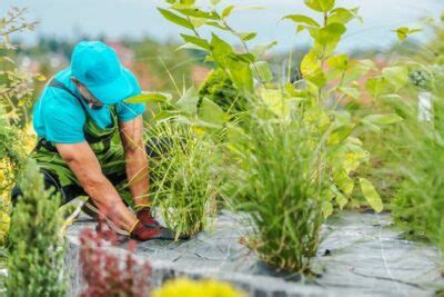13 Great Landscape Fabric Alternatives | When And … - raincitystudios.com