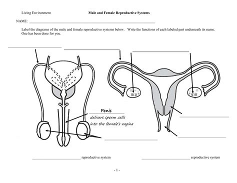 13 Human Reproductive System Diagram Worksheet /