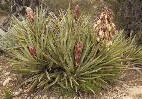 13 Las Vegas native plants (and their rare flowers)