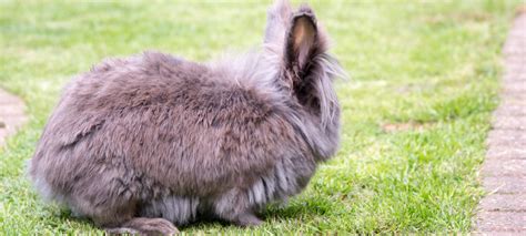 13 Lionhead Rabbit Pros and Cons – Green Garage