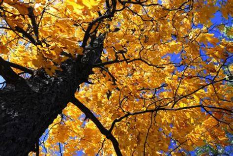 13 Most Profitable Hardwood Trees to Grow Yourself - raincitystudios.com