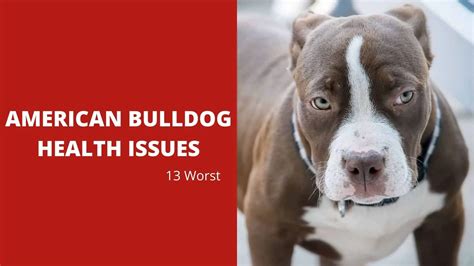 13 Most Common American Bulldog Health Issues