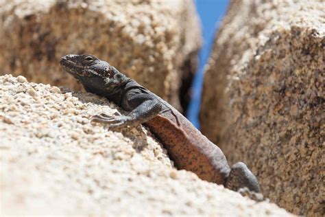 13 Most Solitary Animals in the World - Animal of Things