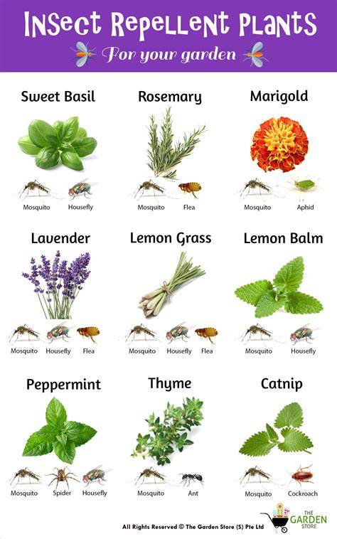 13 Natural Insect Repellent Herbs | Plants & Herbs - raincitystudios.com
