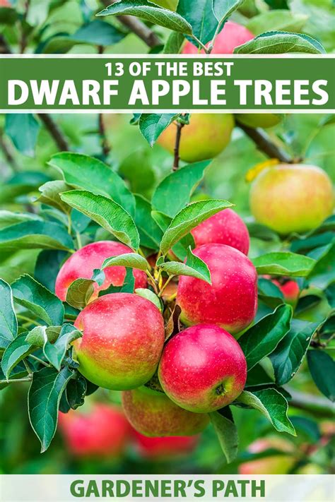 13 of the Best Dwarf Apple Tree Varieties - Gardener's … - raincitystudios.com