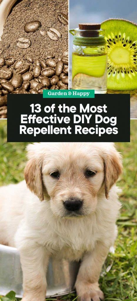 13 of the Most Effective DIY Dog Repellent Recipes - raincitystudios.com