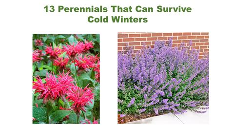 13 Perennials That Can Survive the Coldest Winters