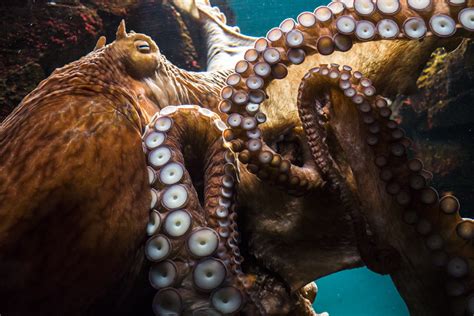 13 Questions for Octopus