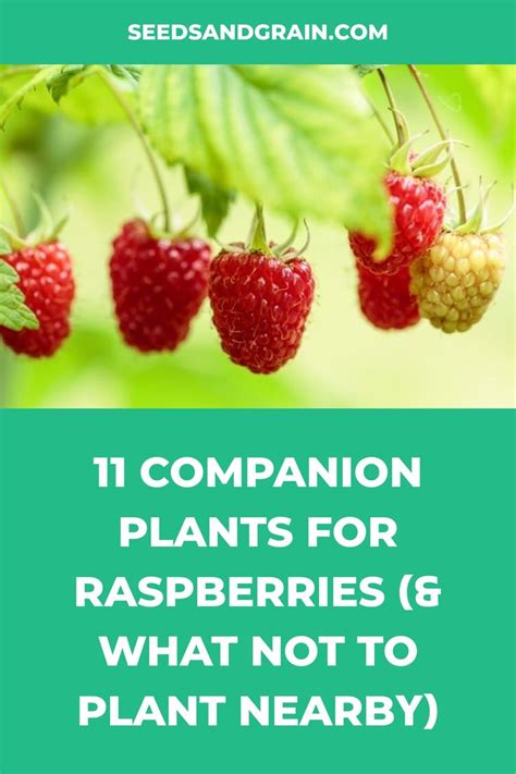 13 Raspberry Companion Plants (What Not to Grow Near …