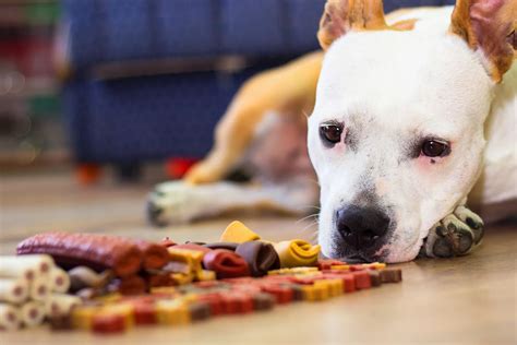 13 Reasons Your Dog May Be a Picky Eater Explained …