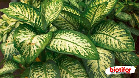 13 Tanaman Beracun & Berbahaya Yang Ada Di Indonesia | KASKUS - wintechmobiles.com