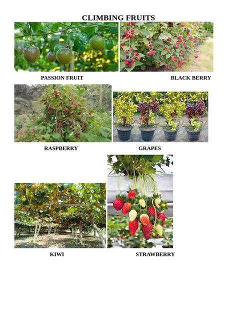13 Types of Climbing Fruits - Crate and Basket - raincitystudios.com