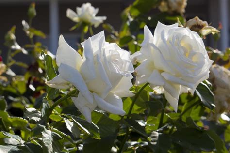 13 Various Types of White Roses (With Pictures) House Grail