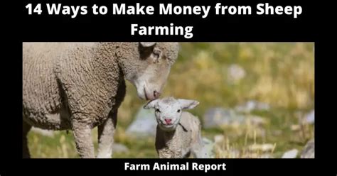 13 Ways to Make Money from Sheep Farming - Farm Animal Report